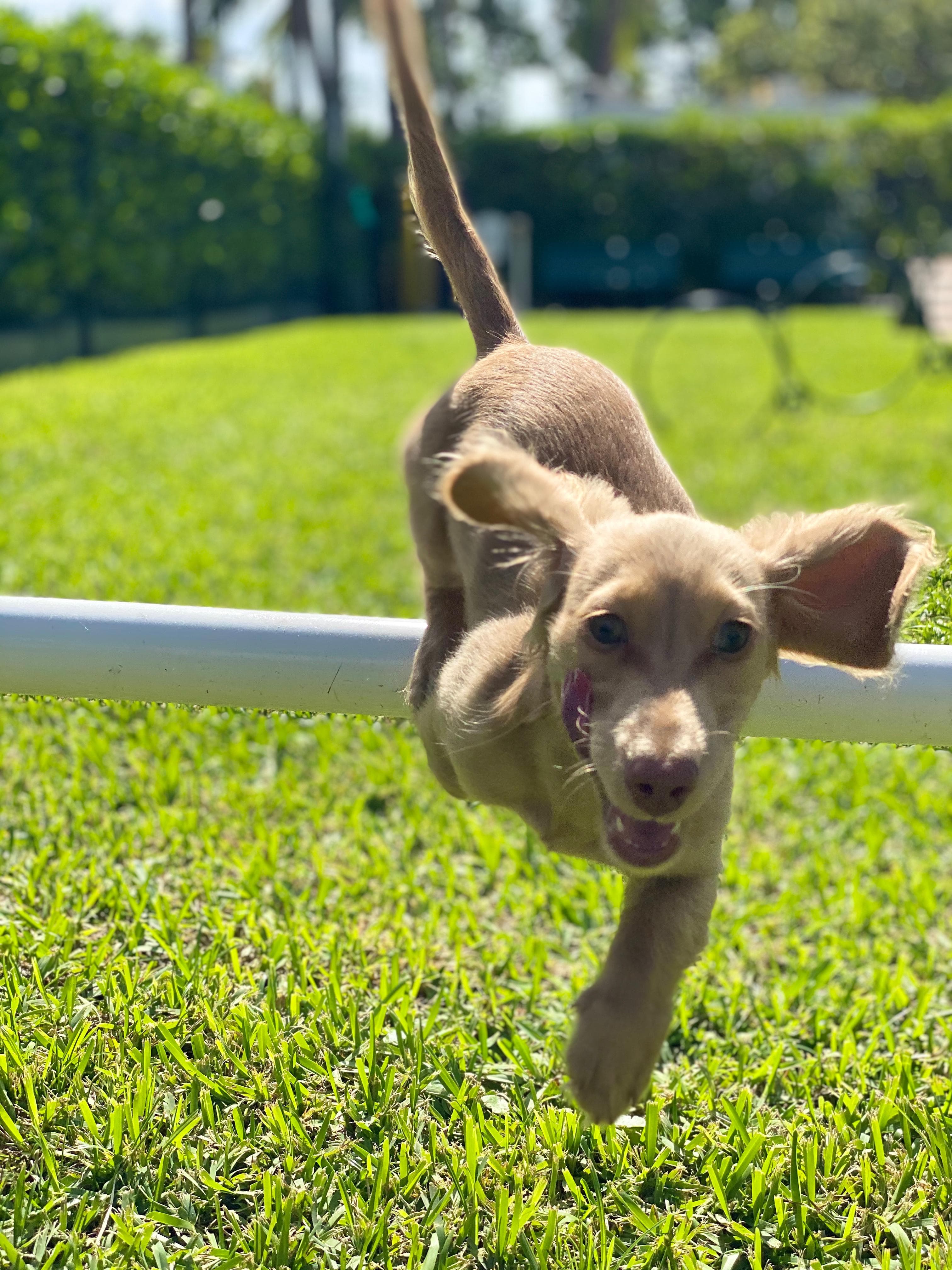 Faith the Dachshund - Our inspiration