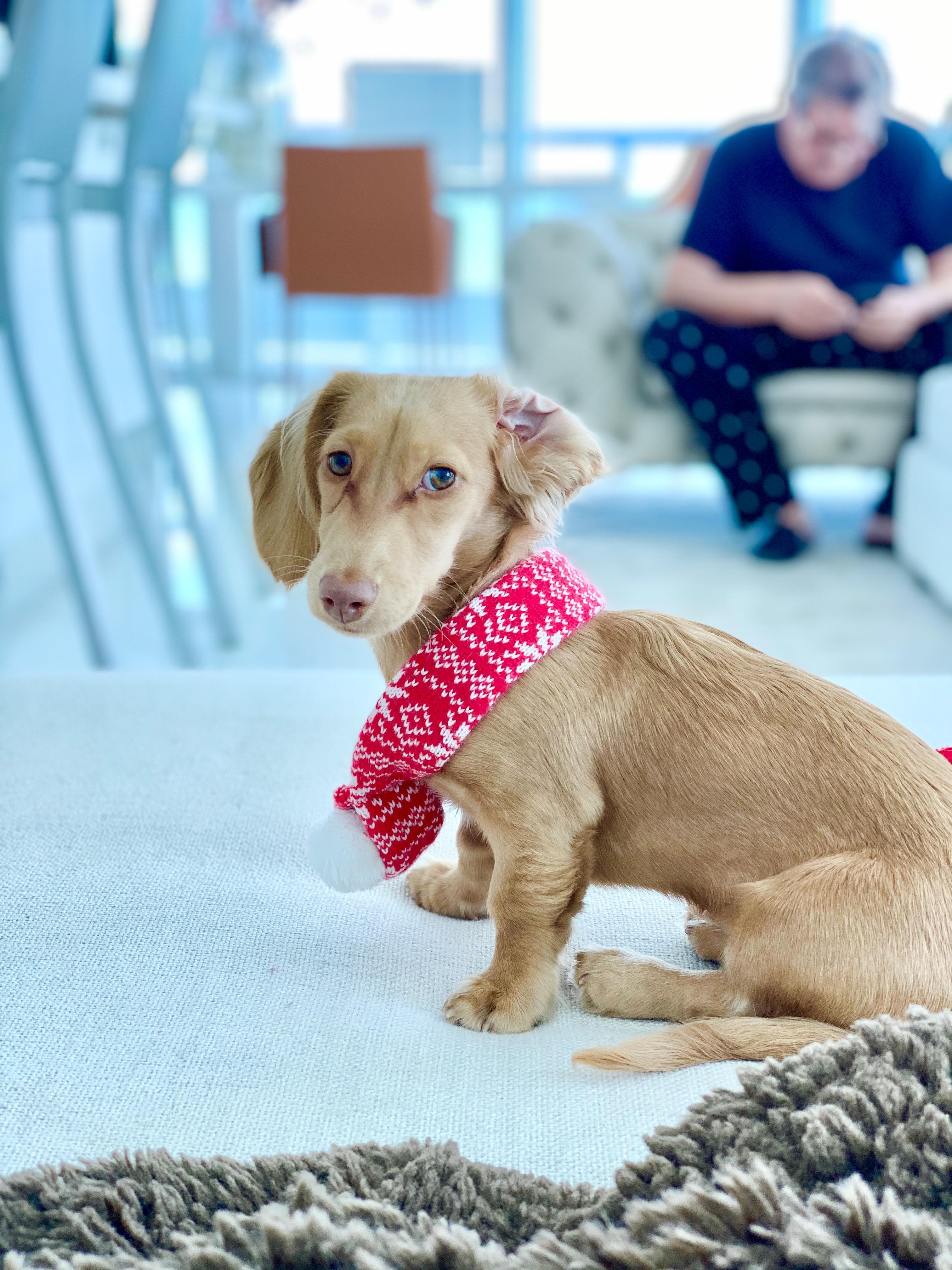 Faith, one of the founders’ own pets