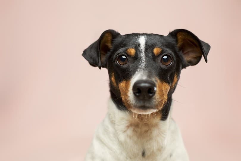 A small terrier
