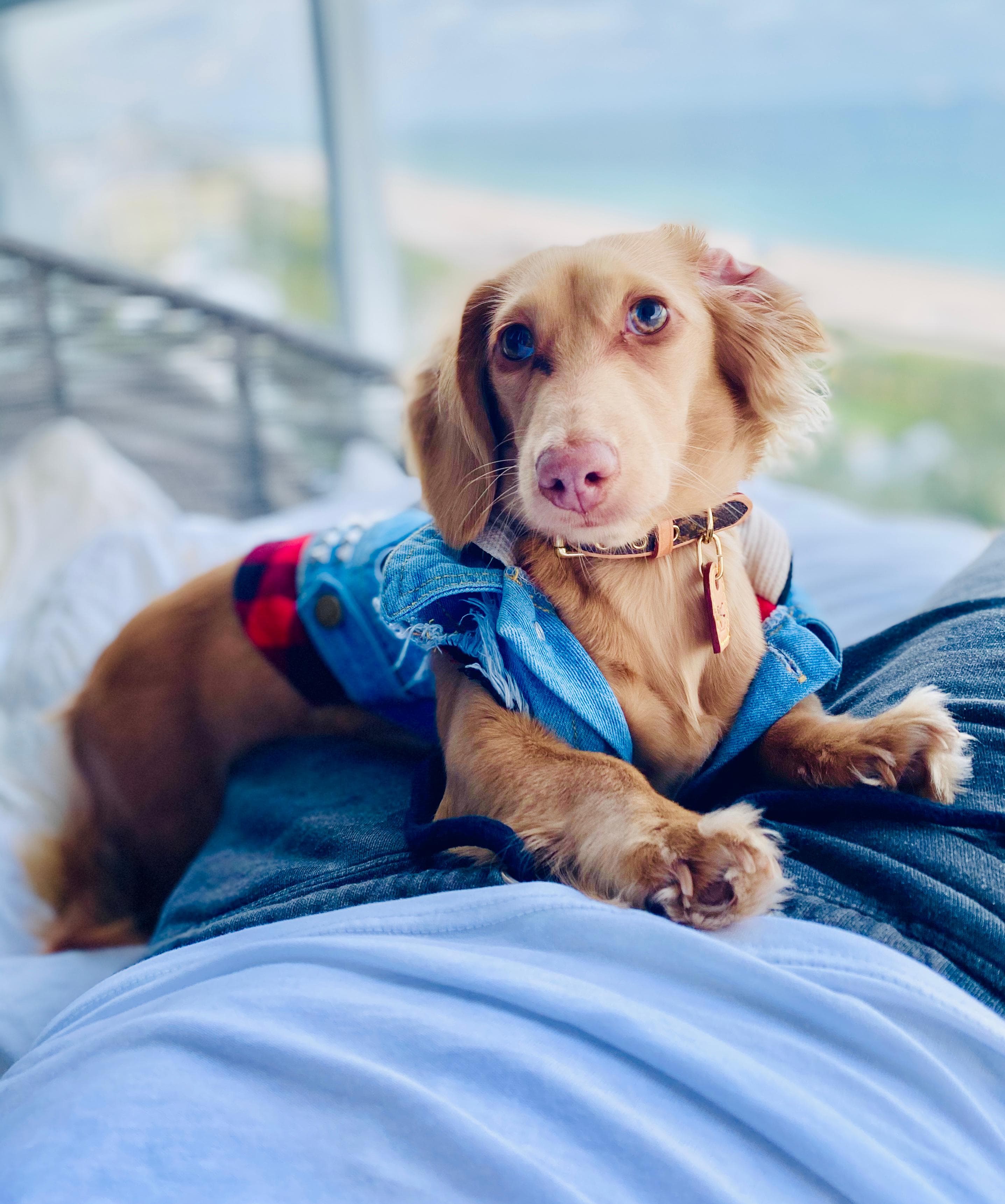 Faith, one of the founders’ own pets