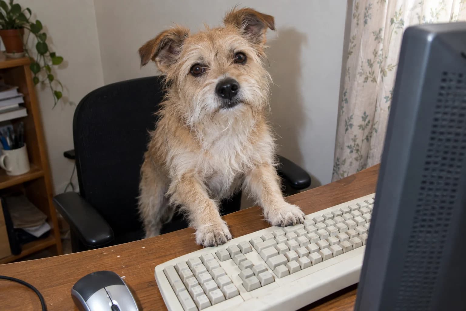 Un terrier ébouriffé regarde l’objectif, les pattes posées près d’un clavier d’ordinateur.