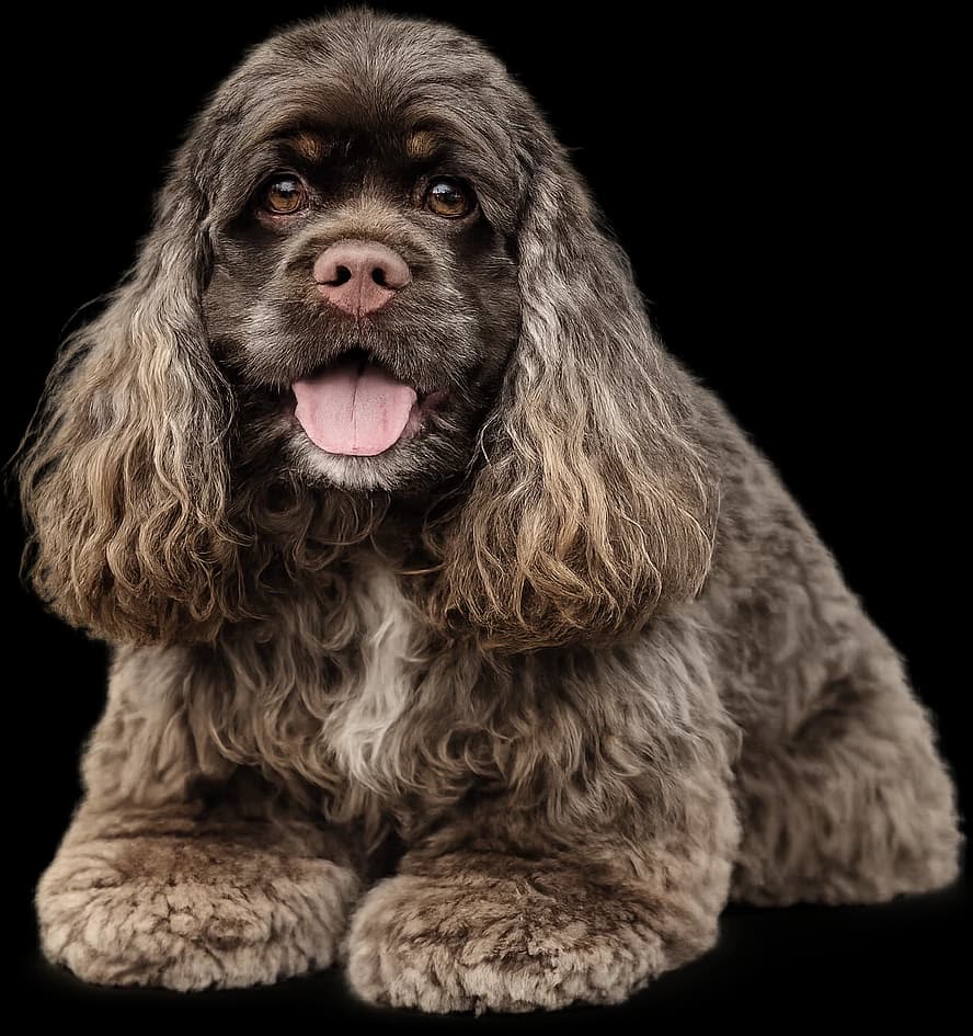 A cocker spaniel
