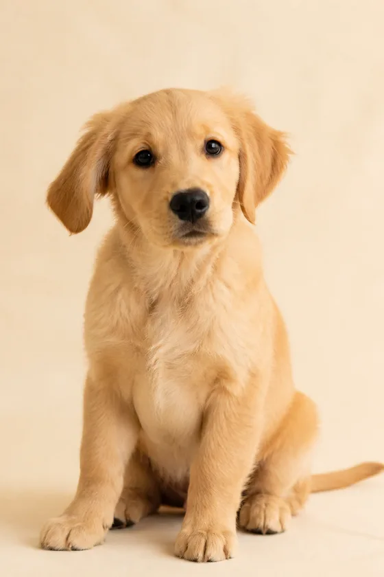 A golden retriever puppy