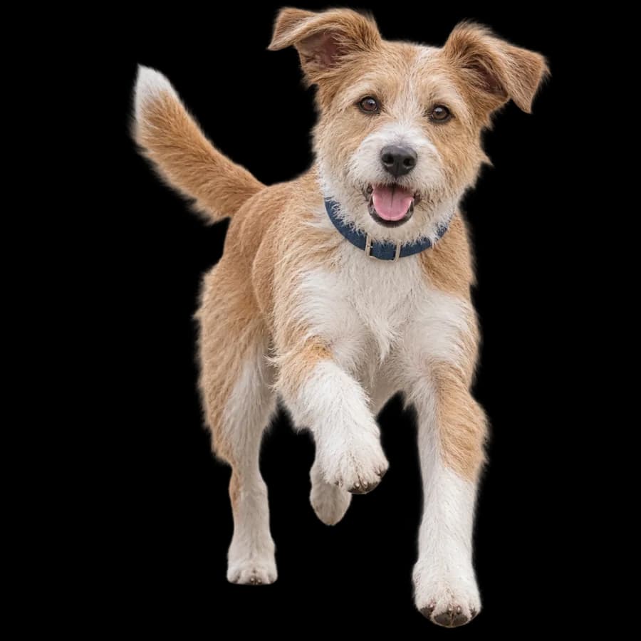 Un terrier ébouriffé bondit vers l’objectif