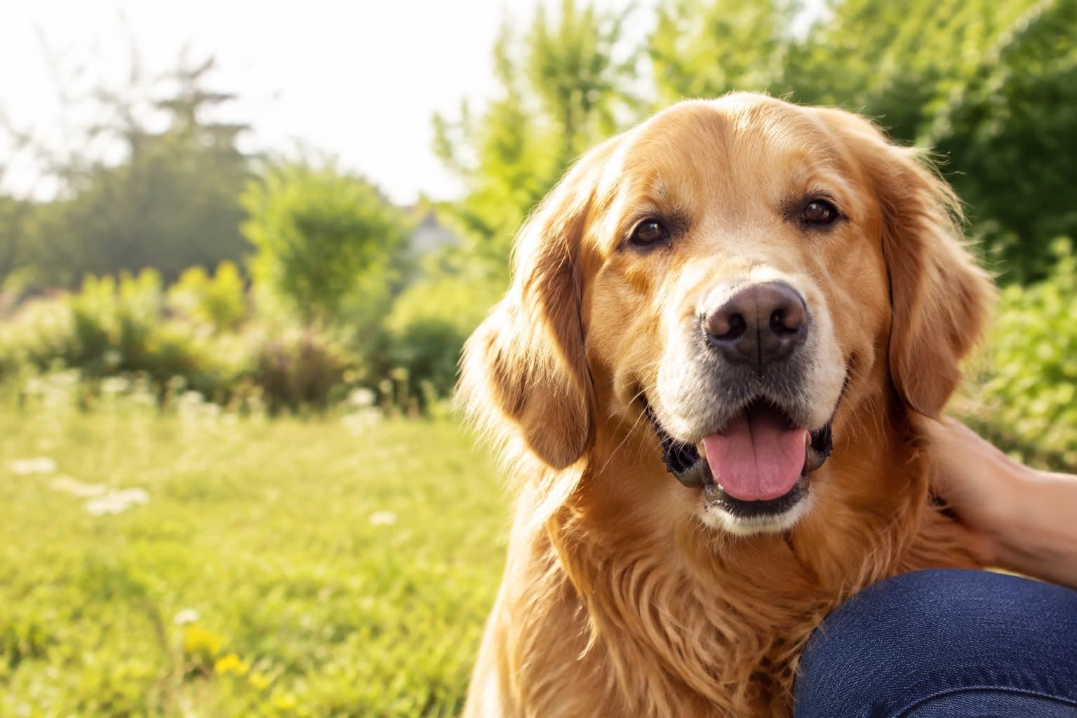 A golden retriever beside its owner’s hand in a sunny garden