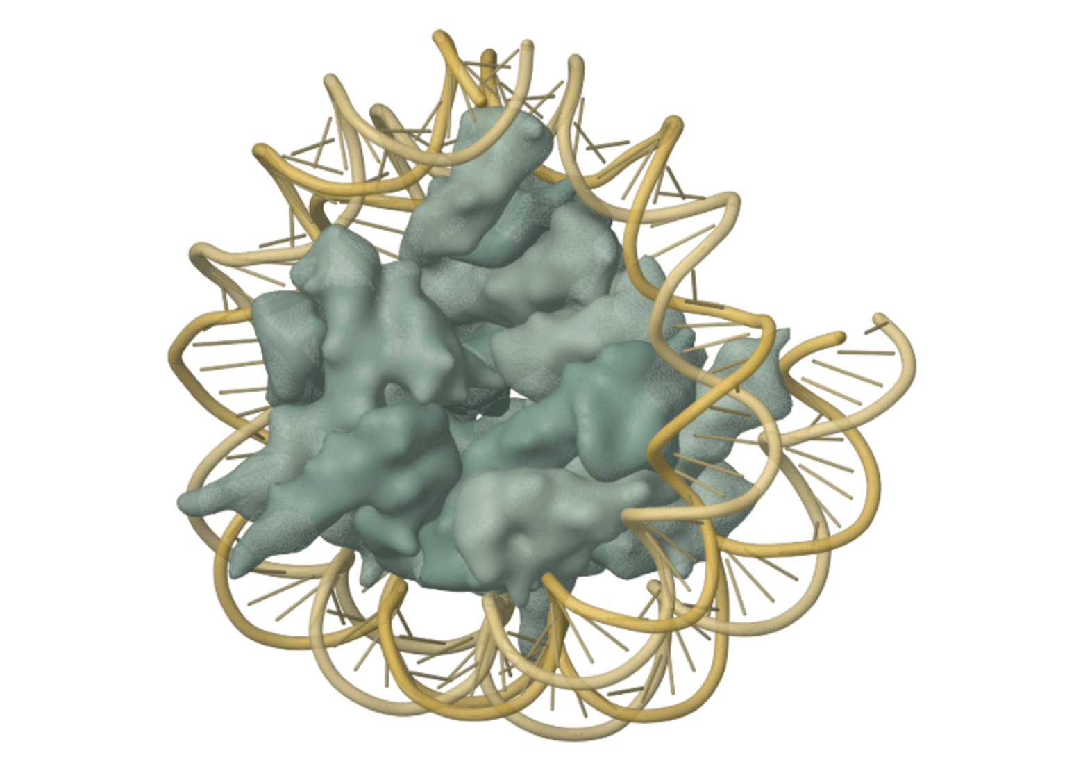 Structural illustration of DNA wrapped around a core of histone proteins.