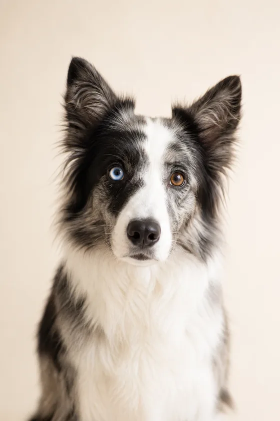 Un border collie avec un œil bleu et un œil marron