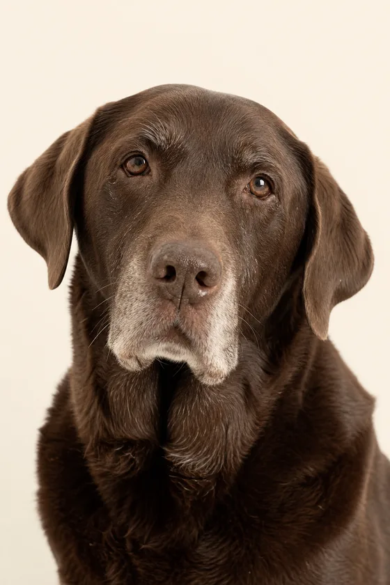Un labrador chocolat âgé au museau grisonnant