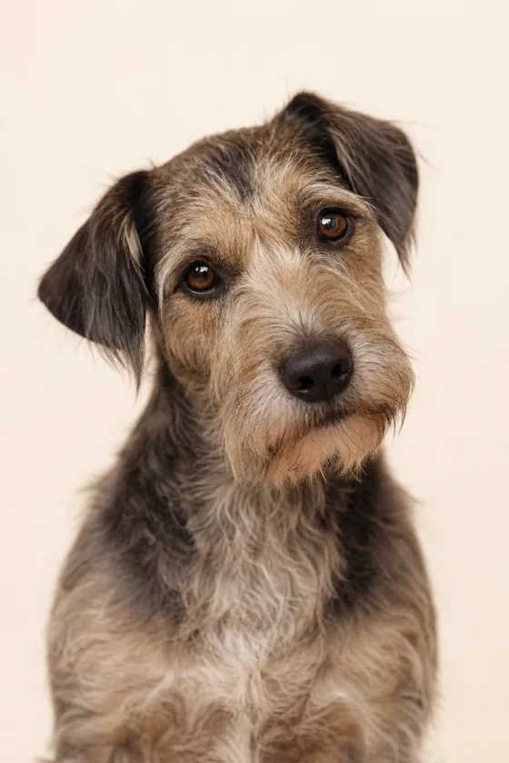 Un terrier croisé ébouriffé qui penche la tête