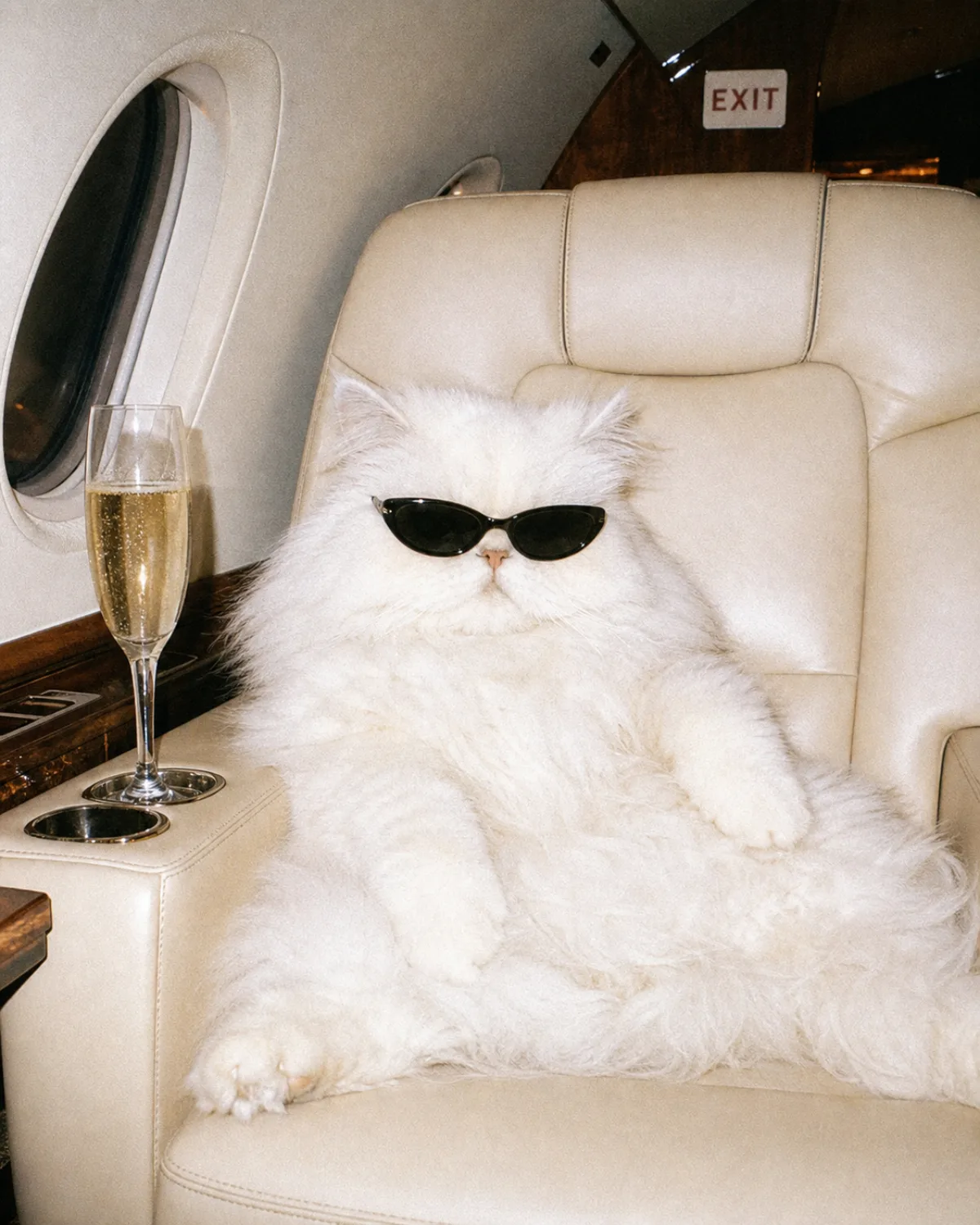 Persian cat in sunglasses with champagne on a private jet